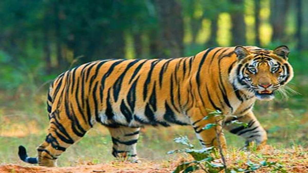 elderly woman killed by royal bengal tiger attack in nuapada villagers in panic