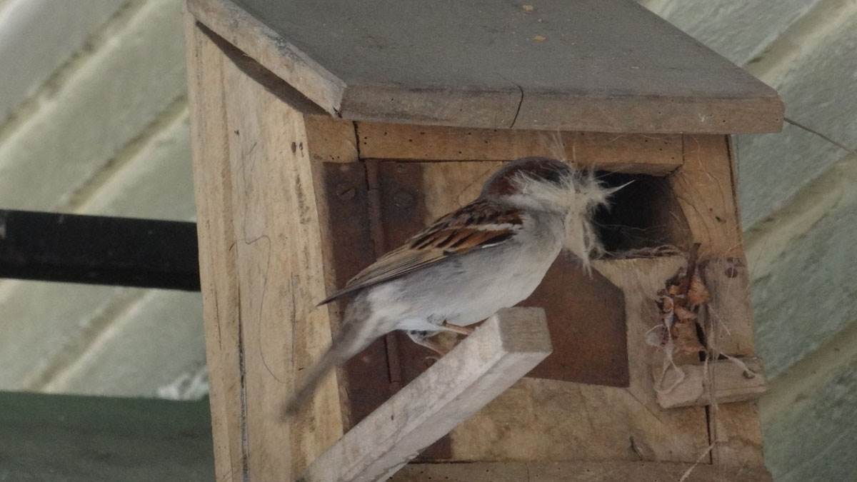 https://www.jagranimages.com/images/newimg/20032023/20_03_2023-sparrow_23361739.jpg