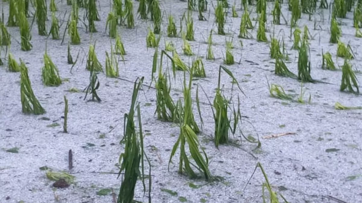 UP Weather : बेमौसम बारिश से फसलों को भारी नुकसान, खेतों में भरा पानी, पड़े ओले