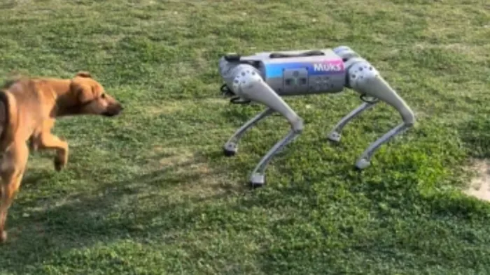 IIT कानपुर के Robotic dog का जब हुआ असली कुत्तों से सामना, मिला ये रिएक्शन Credit- IIT Kanpur