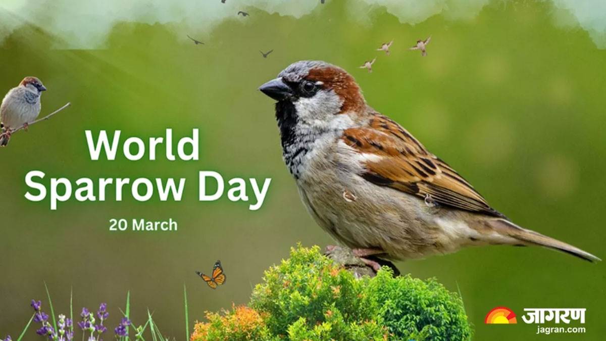 https://www.jagranimages.com/images/newimg/20032025/20_03_2025-sparrow_23902838.jpg