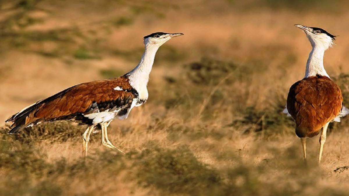 https://www.jagranimages.com/images/newimg/20042023/20_04_2023-great_indian_bustard_23391145.jpg