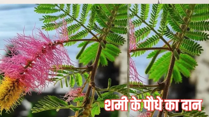 Shami Plant Daan: शमी के पौधे का दान करना चाहिए या नहीं ?