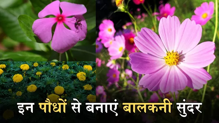 गर्मियों में इन पौधों को आसानी से अपनी बालकनी में उगा सकते हैं।