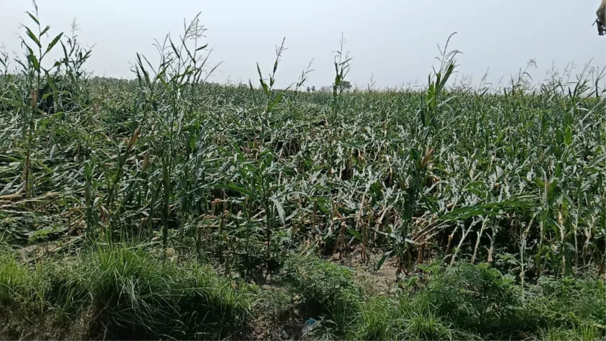 Begusarai: बारिश से बेहाल किसानों को राहत देने की तैयारी में सरकार, फसलों के नुकसान का किया जाएगा आकलन