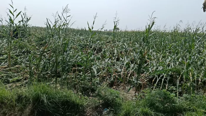 आंधी और वर्षा से फसल का भारी नुकसान