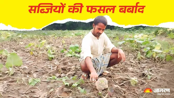 ओलावृष्टि व वर्षा से सब्जियों की फसल को भारी नुकसान