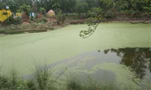 फलीभूत हो रही प्रदेश सरकार की जल संचय योजना