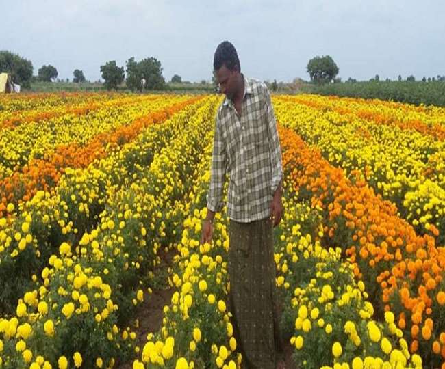 कानपुर में फूल की खेती को लगा साप्ताहिक बंदी का ग्रहण, संक्रमण वृद्धि