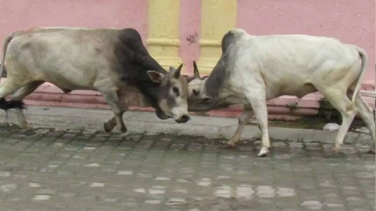 Delhi Crime News: गाय के हमले से 72 साल की बुजुर्ग महिला की मौत, इलाज के लिए अस्पतालों में भटके, घटना का वीडियो वायरल