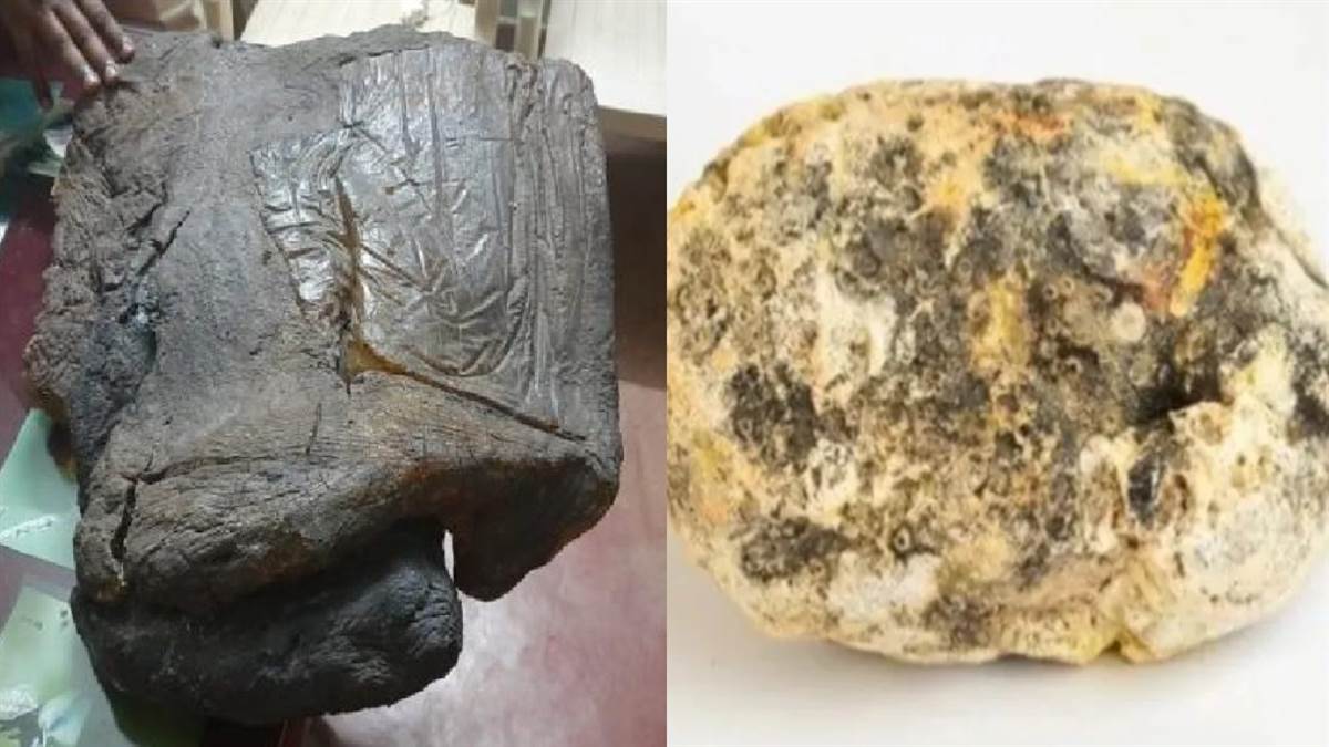 DRI ने तूतीकोरिन तट से करोड़ों की एम्बरग्रीस की जब्त, भारत से श्रीलंका