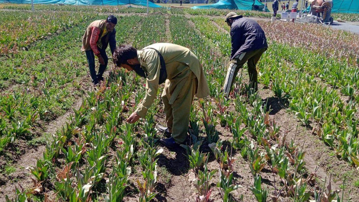 https://www.jagranimages.com/images/newimg/20052023/20_05_2023-sanasar_tulip_garden_udhampur__23418104.jpg