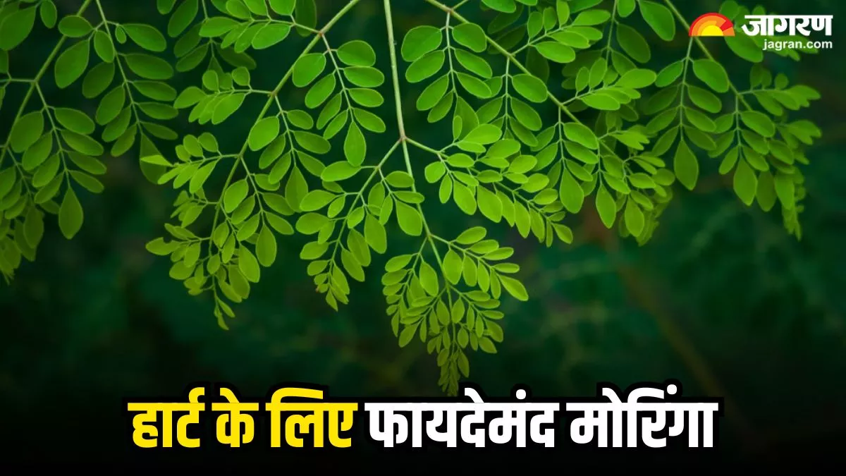 Moringa Leaves: सेहत के लिए वरदान से कम नहीं हैं मोरिंगा के पत्ते, दिल से जुड़ी बीमारियों को रखते कोसों दूर