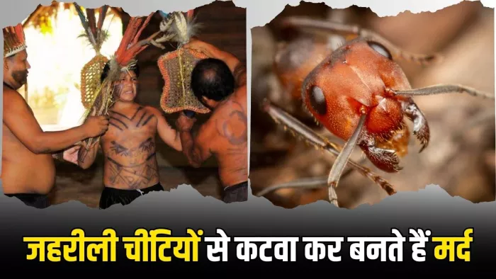 जहरीली चींटियों से कटवाने के बाद साबित हो पाती है मर्दानगी (Image Source: X)