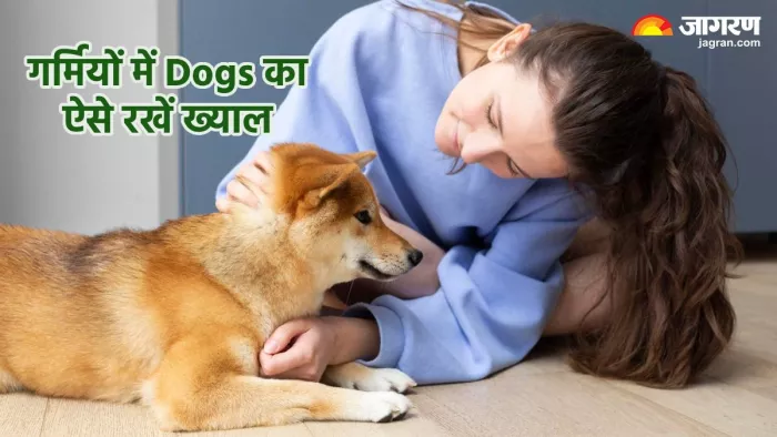 गर्मियों में डॉग की देखरेख में न करें ये गलतियां (Pic credit- freepik)