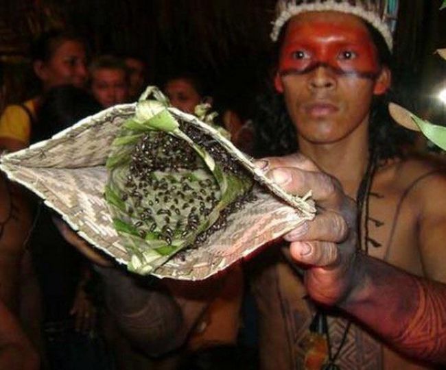 Bullet Ants Biting Ritual Bullet Ant Ritual: जहरीली चींटियों से कटवाने के बाद ही मर्द बन पाते हैं ...