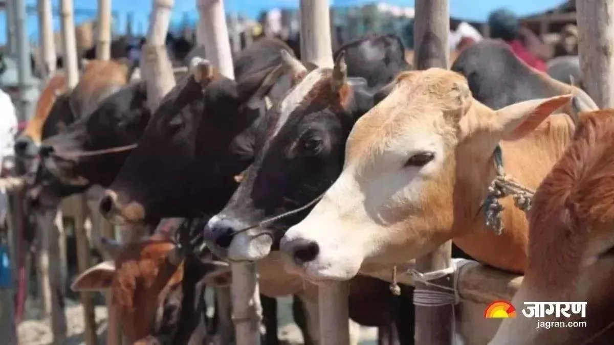 UP Bijli: यूपी के इस गांव में गोबर से बनाई जा रही है बिजली, फ्री वाईफाई के साथ पुस्तकें भी उपलब्ध
