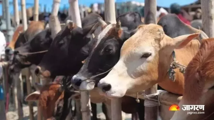 बेसहारा को मिल रहा सहारा, गोबर से बन रही बिजली