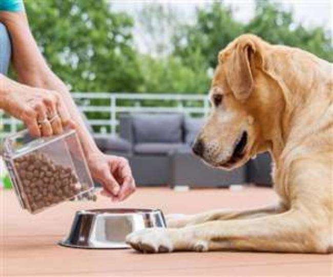 कुत्तों को खाना खिलाने के दौरान गूगल में सॉफ्टवेयर इंजीनियर आशीष तंवर की पिटाई का मामला सामने आया है।
