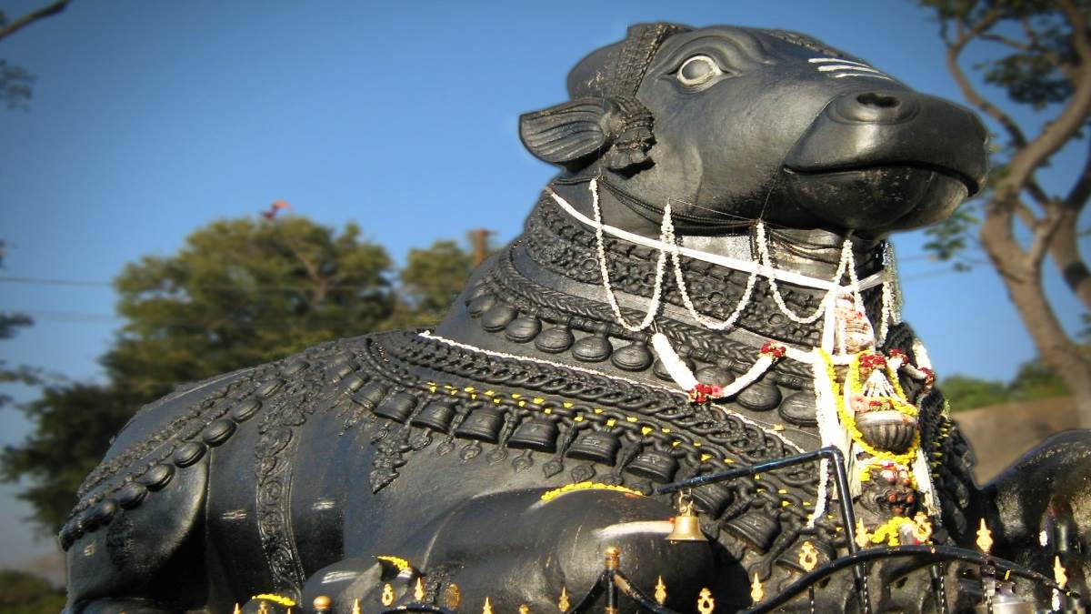 https://www.jagranimages.com/images/newimg/20062022/20_06_2022-nandi_22820807.jpg