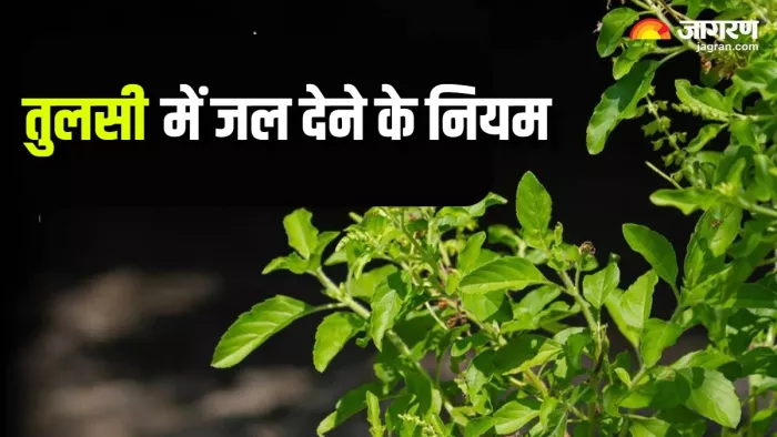 Tulsi Puja Niyam तुलसी में जल चढ़ाने के सही नियम।