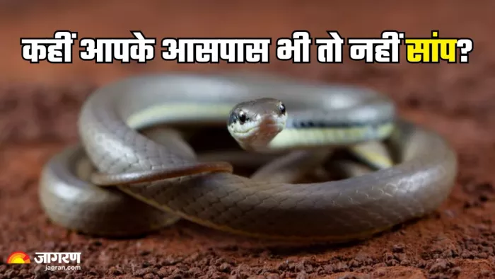 बरसात में सांपों से रहें सावधान इन संकेतों से करें पहचान(Picture Credit- Freepik)