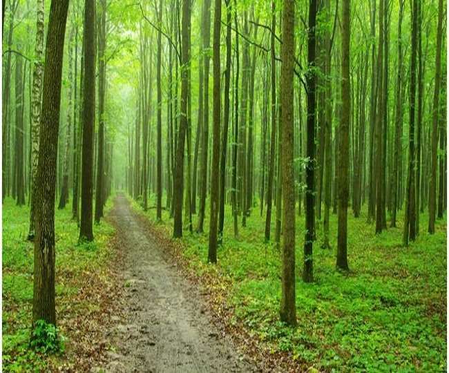 हरियाली के बीच रहने से तेज हो सकता है बच्चों का दिमाग