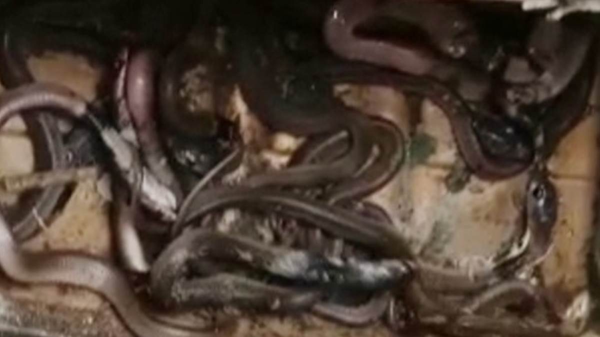 40 member naag family was living in house in katihar