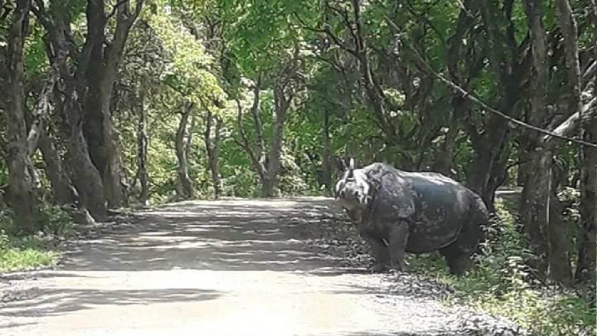 nepalese rhinoceros come to visit pilibhit tiger reserve