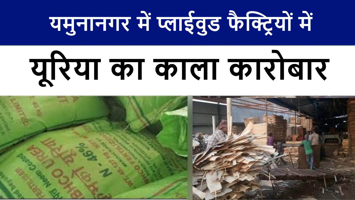 black business of urea in plywood factories in yamunanagar big disclosure in samples report case registered