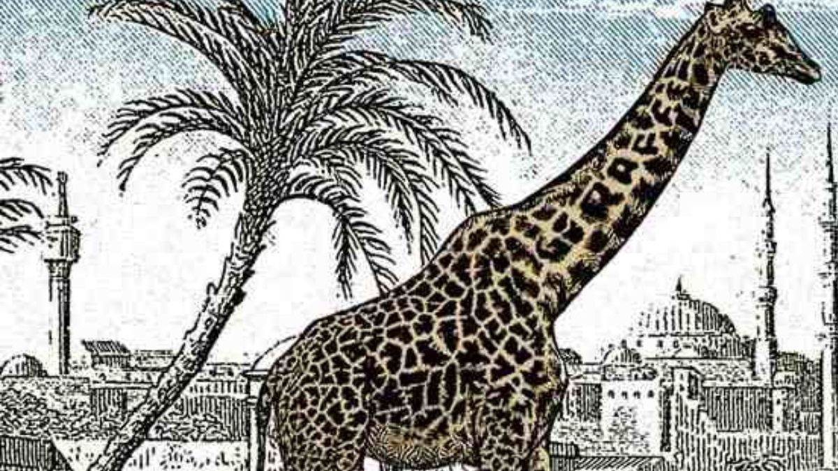 https://www.jagranimages.com/images/newimg/20072023/20_07_2023-giraffe_23477231.jpg