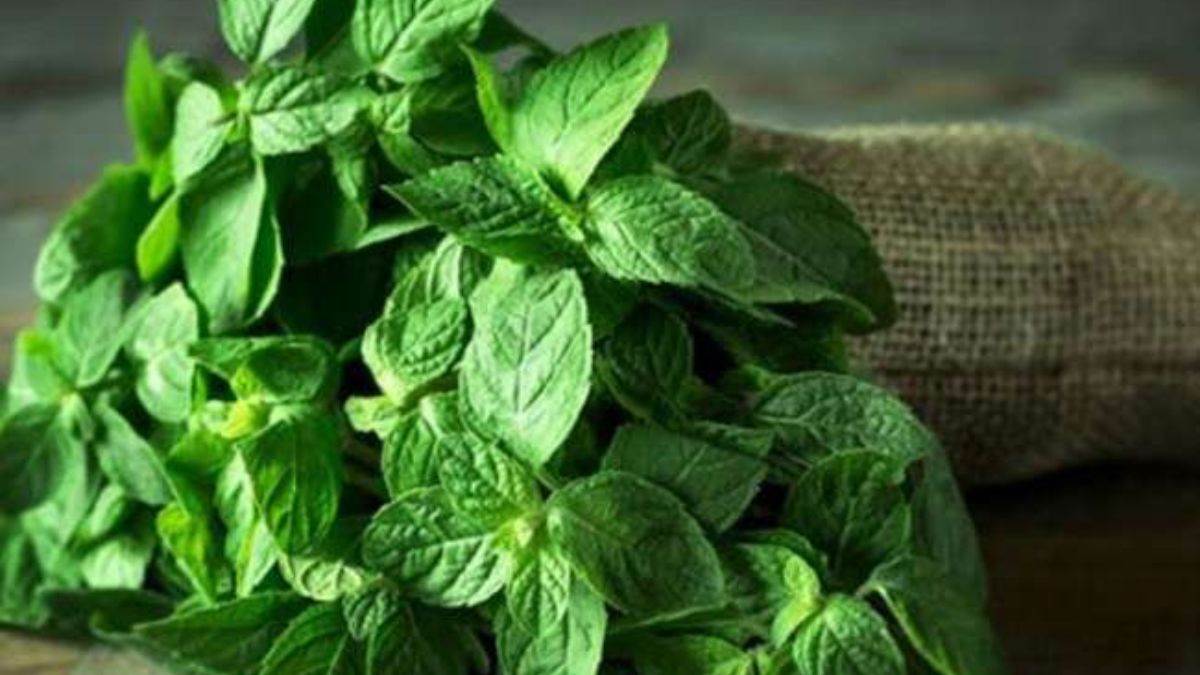 त्वचा की चमक बढ़ाने के लिए करें पुदीना की पत्तियों का इस्तेमाल, इस तरह