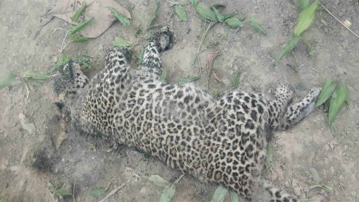 leopard found dead in maharajganj autopsy awaited
