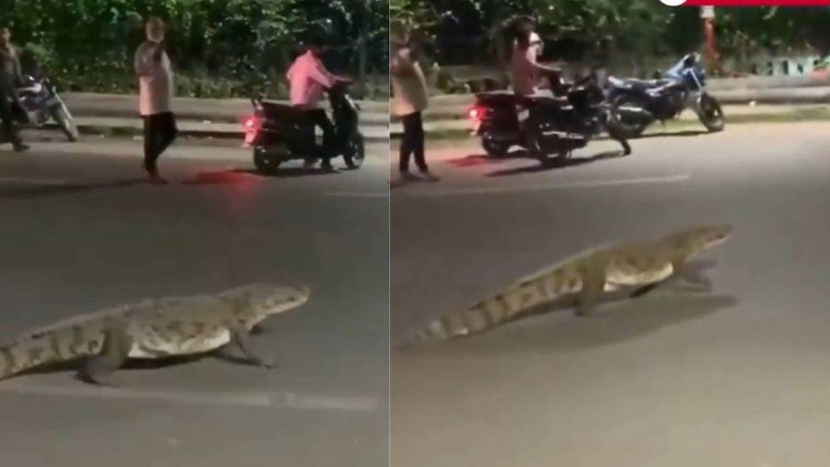 https://www.jagranimages.com/images/newimg/20072025/20_07_2025-vadodara_crocodile_23989304.jpg