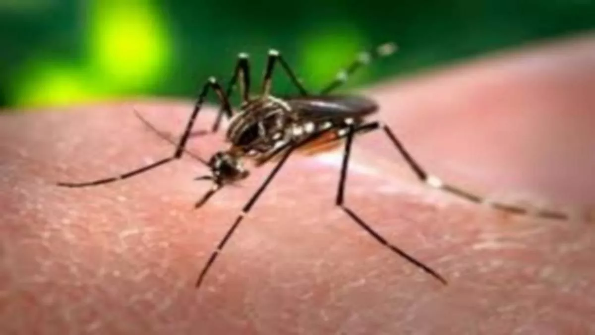 World Mosquito Day: मच्छरों से सावधानी जरूरी वरना डेंगू जैसी घातक बीमारियों की संभावना पूरी