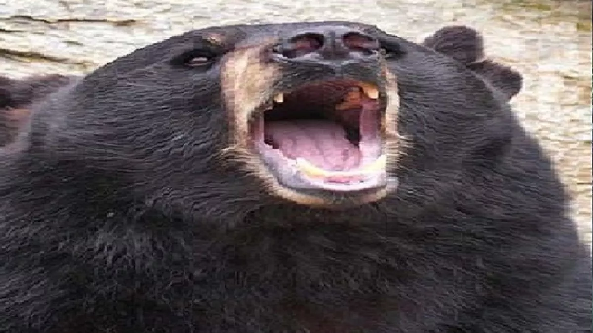 वाल्मीकिनगर में गश्‍ती के दौरान वनकर्मी पर भालू ने किया हमला, हालत गंभीर