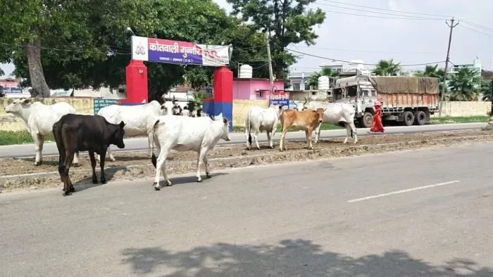 गुन्नौर कोतवाली के गेट पर ही जमा बेसहारा पशु। जागरण