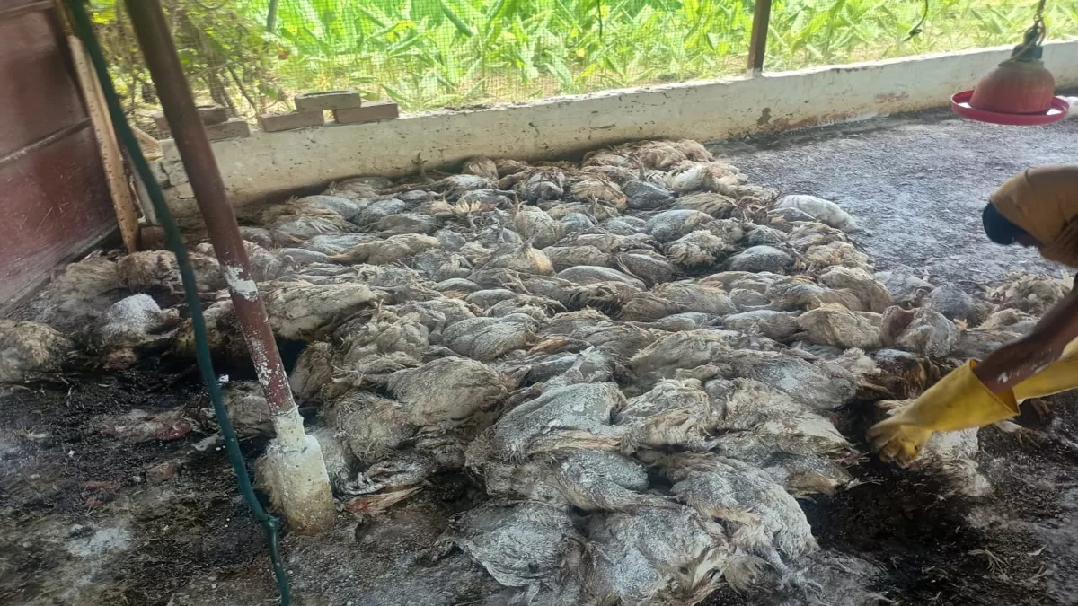Bird Flu: उत्‍तराखंड में नदन्ना गांव के पोल्ट्रीफार्म में 1985 मुर्गियों की मौत, मचा हड़कंप