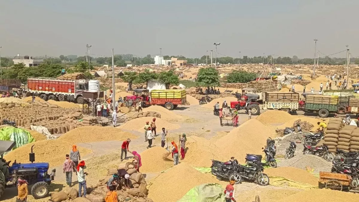 Haryana News: किसानों के लिए जरूरी खबर, इन दो मंडियों में बाजरा और धान की होगी खरीद