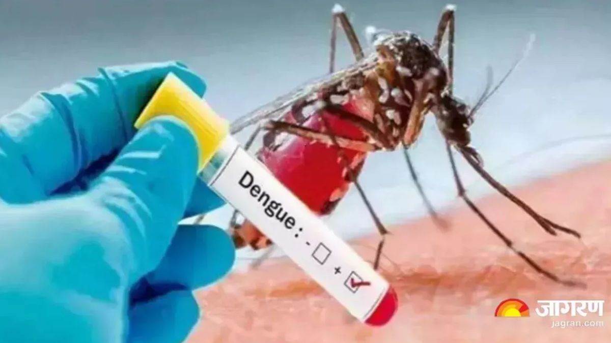 https://www.jagranimages.com/images/newimg/20082025/20_08_2025-dengue_24019344_174320373.jpg