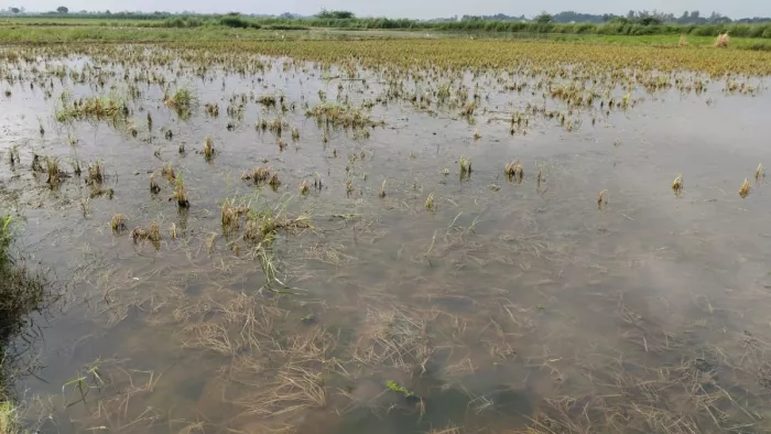 गौरीगंज के अत्ता नगर में जल भराव के चलते सड़ी धान फसल।