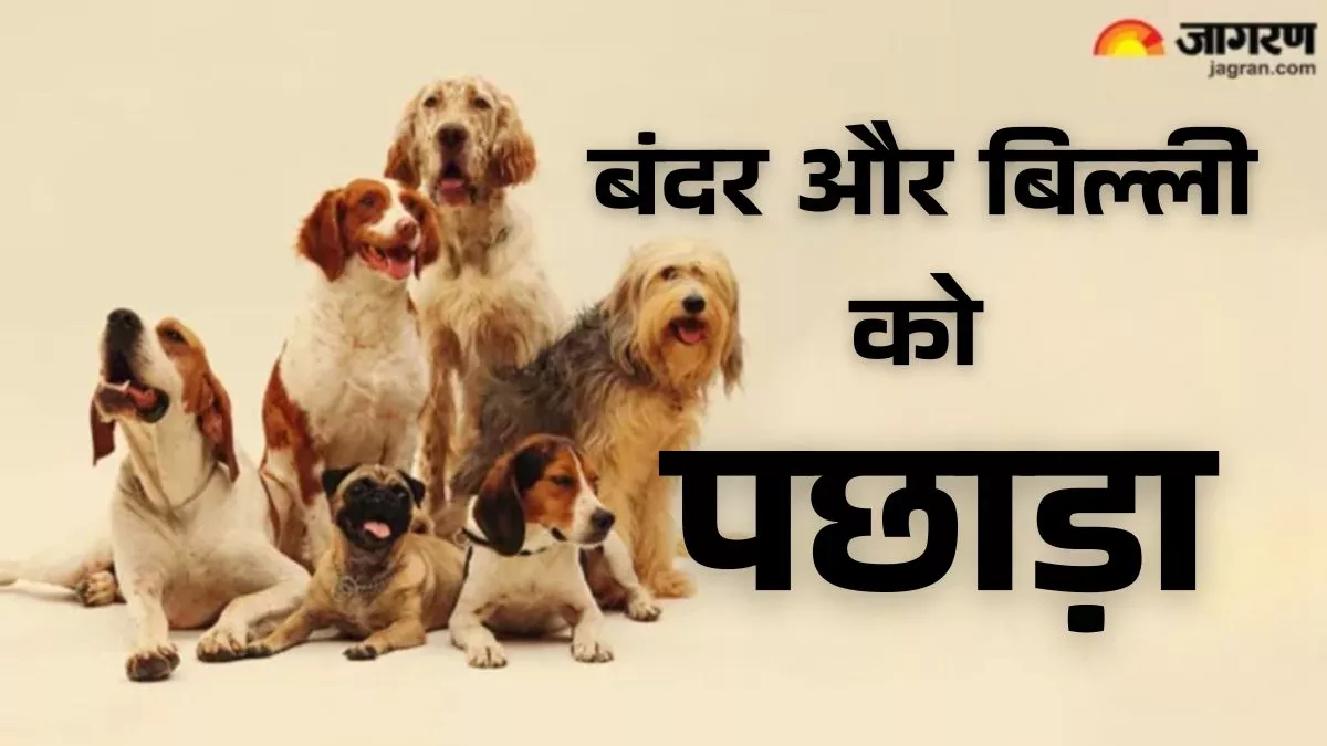 गुरुग्राम के Pet Dogs ने बंदर और बिल्लियों को पछाड़ा... Dog Owners की लापरवाही को माना जा रहा कारण