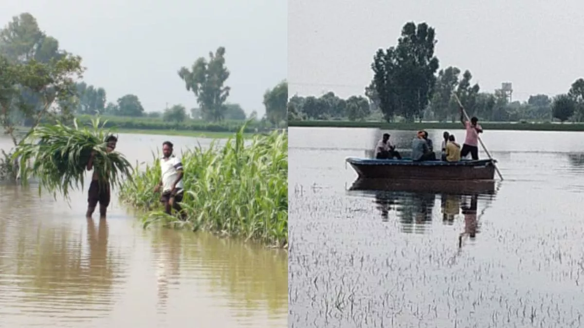 फसलें बर्बाद... किश्तियां बनी सहारा, पहाड़ों में बारिश का खामियाजा भुगत रहे फाजिल्का के लोग