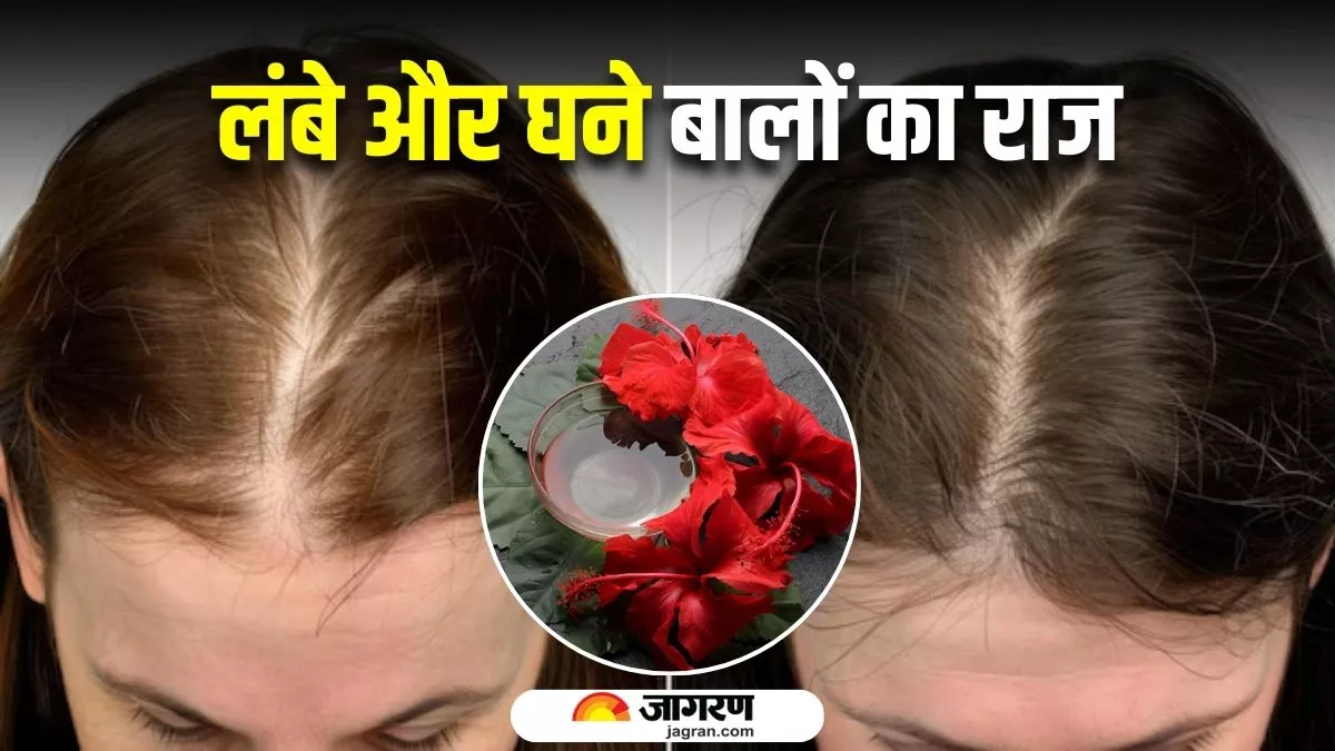 एक-दो नहीं, बालों की कई समस्याओं का इलाज है गुड़हल का तेल, महीनेभर इस्तेमाल से दिखेगा जबरदस्त असर