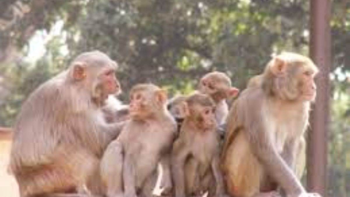 tragic accident retired teacher dies after monkey attack in rampur