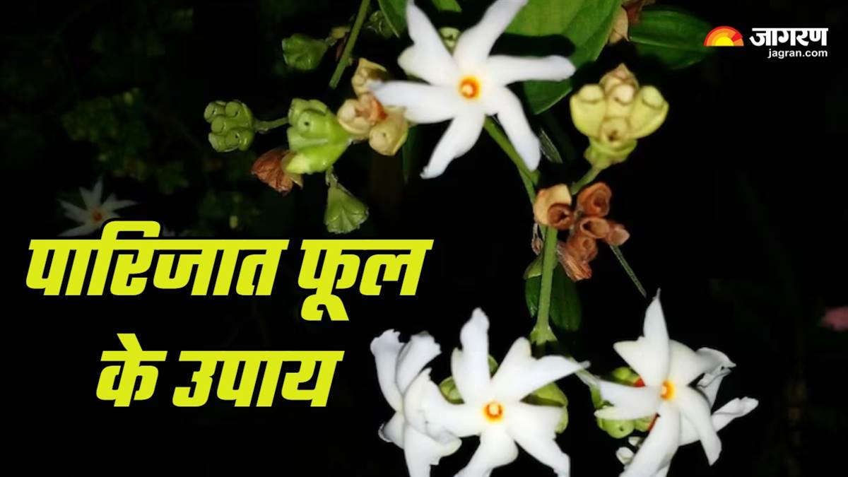 https://www.jagranimages.com/images/newimg/20082025/20_08_2025-parijat_ke_upay_24019243.jpg