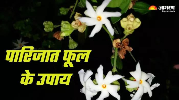 Harsingar Flower remedies in hindi (Picture Credit: Freepik)