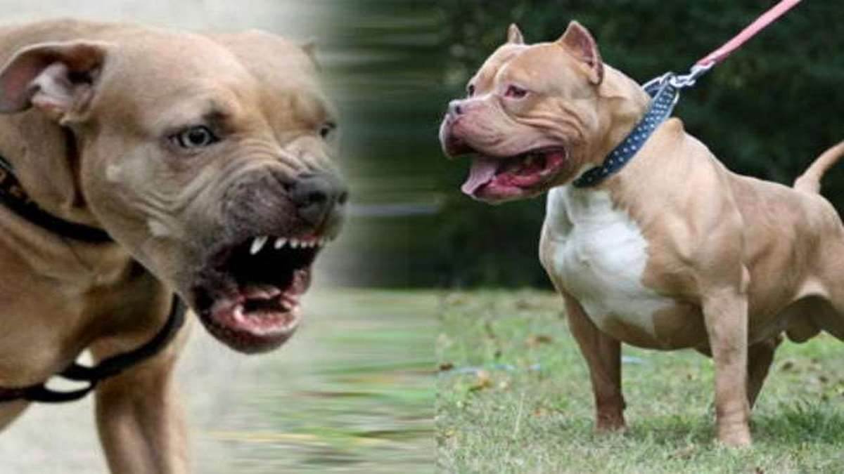 https://www.jagranimages.com/images/newimg/20082025/20_08_2025-pitbull_24018756.jpg