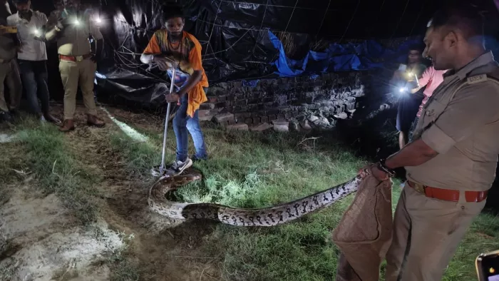 वन विभाग ने बताया कि बाढ़ के कारण अजगर बहकर गांव में आ गया था।