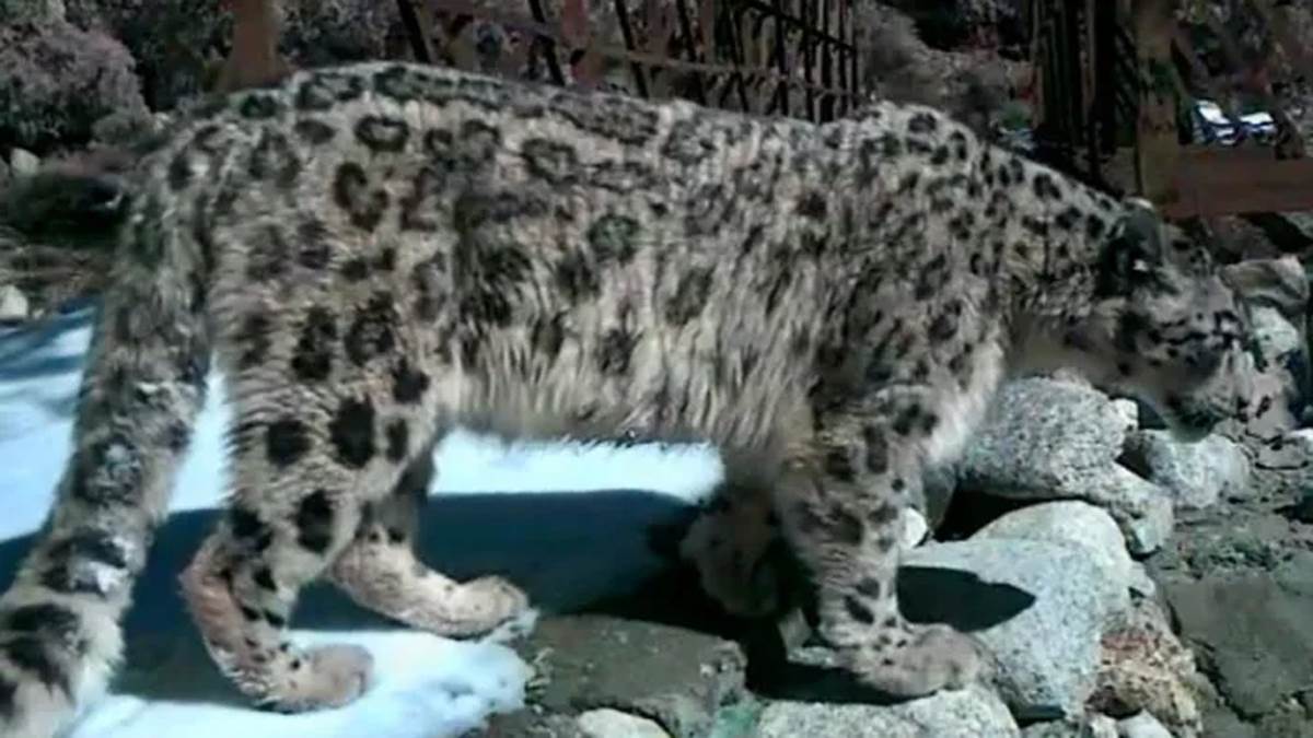 https://www.jagranimages.com/images/newimg/20082025/20_08_2025-snowleopard_jammu_24019482.jpg